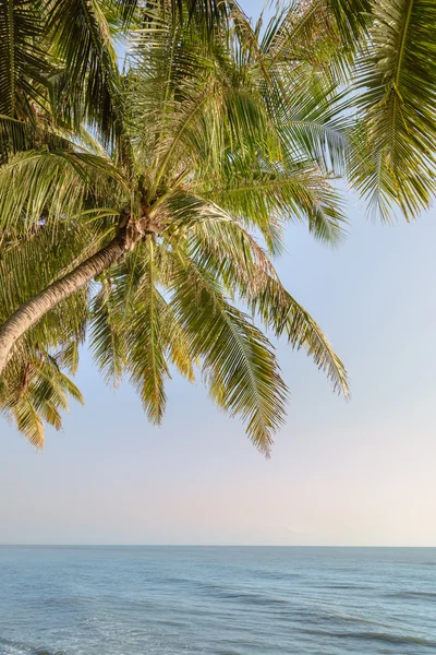 Tropická Pláž s kokosovým pal — Stock fotografie