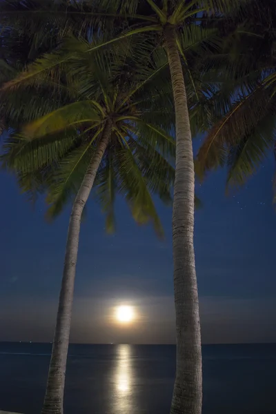 Palme e Luna di notte tim — Foto Stock