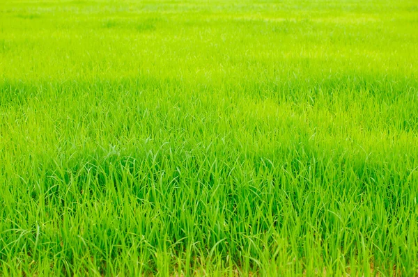 Paddy na minha fazenda — Fotografia de Stock