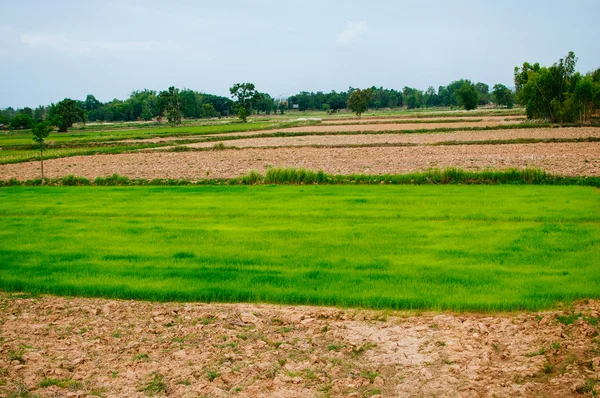 Paddy én Farm — Stock Fotó