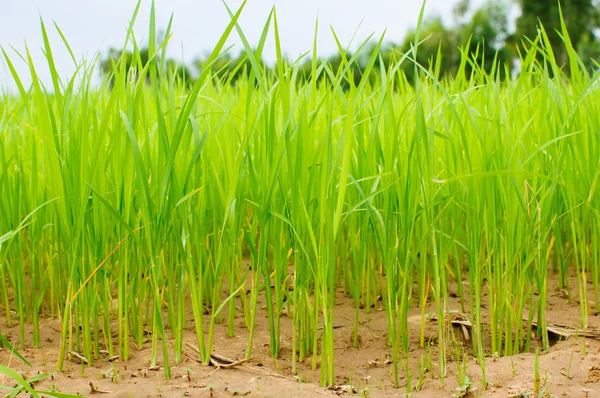 Paddy na minha fazenda — Fotografia de Stock