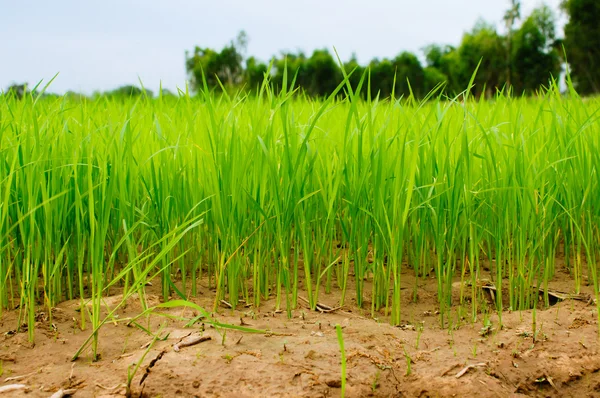 Paddy na minha fazenda — Fotografia de Stock