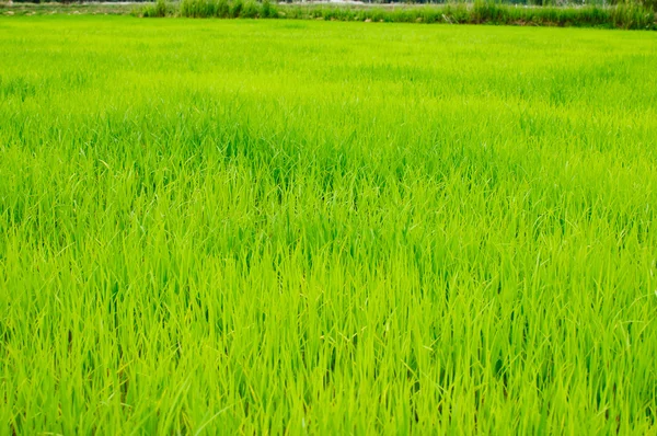 Paddy in my farm — Stock Photo, Image