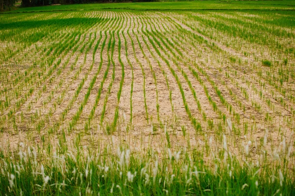 Paddy én Farm — Stock Fotó