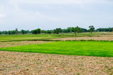 Paddy benim çiftlik