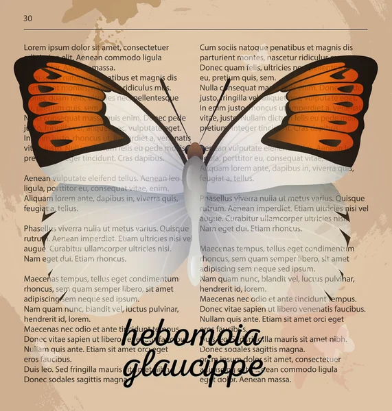 Vector print blanco Butterfly hebomoia glaucippe. Dibujo de arte imprimible en la página del diccionario antiguo . — Archivo Imágenes Vectoriales