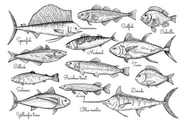 Fish sketch style illustration. Hand drawn vector illustration. Seafood. clipart