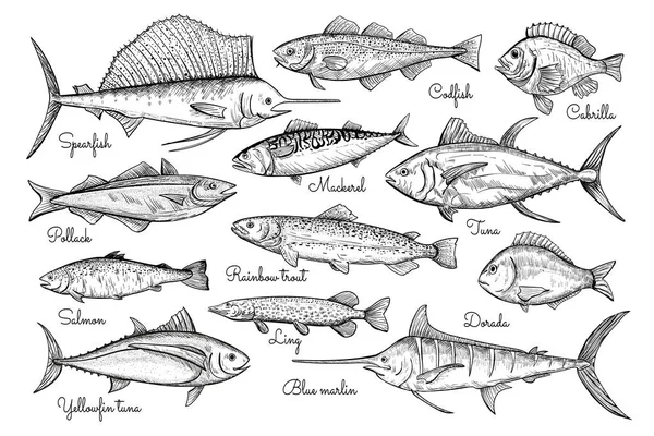 Ilustración de estilo de boceto de pescado. Ilustración vectorial dibujada a mano. Mariscos. — Vector de stock