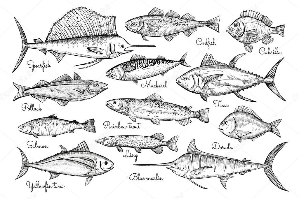 Hand drawn Fish collection: tuna, salmon, herring, rainbow trout, mackerel. Engraved style isolated icons on white background.