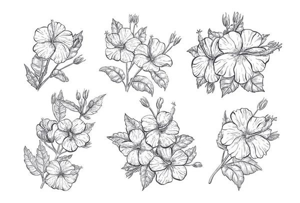 ハイビスカスの花のスケッチ。手描きの熱帯の花の要素のセット。白い背景にハイビスカスの孤立した花。熱帯の花々、ベクトルスケッチイラスト. — ストックベクタ