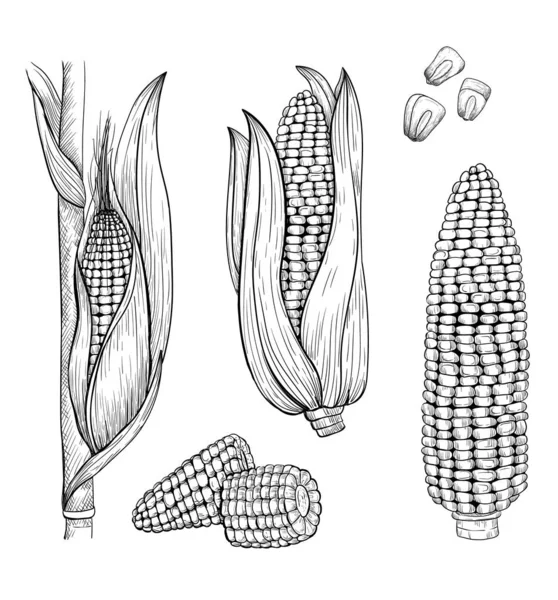 Ілюстрація стилю кукурудзяного ескізу. Стилізовані елементи солодкої кукурудзи в гравірованому стилі . — стоковий вектор