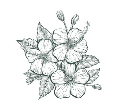 Sketch Hibiscus flower, isolated retro flower sign. Tropical Hibiscus flower