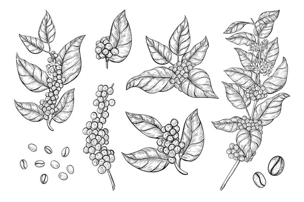 Coffee branches and beans sketch style. Hand drawn set of coffee tree branches with leaves, flowers and ripe fruits. — Archivo Imágenes Vectoriales
