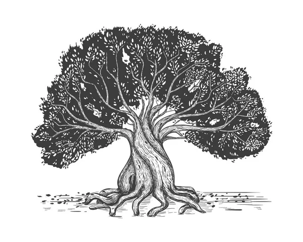 Tirage à la main d'un arbre généalogique. Arbre généalogique. Vieil olivier stylisé. — Image vectorielle