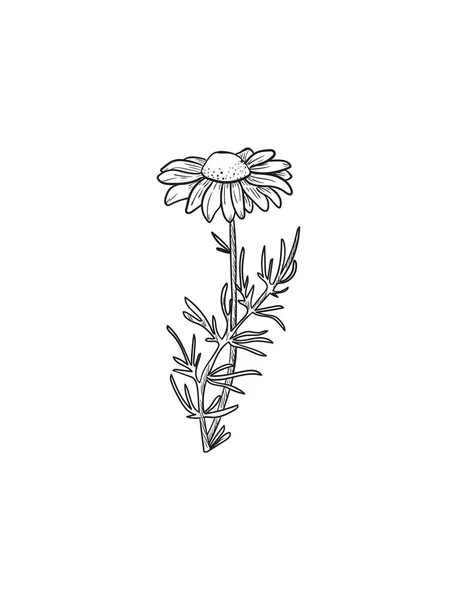 ポートフォリオ Vivali ストック写真 イラストとベクターアート Depositphotos