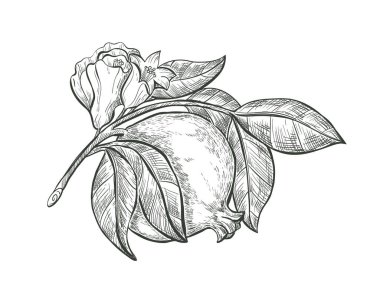 Bir dalda nar meyvesi ve çiçek çiz, izole bir tabela. Garnet meyve vektörü çizimi. 