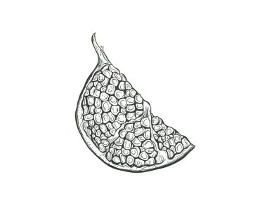 Garnet meyve vektörü çizimi. Nar aromalı meyve kesme, bir parça nar, izole oyma tabela.. 