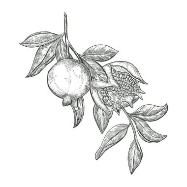 Bir dalın üzerine nar meyveleri çiz, izole bir tabela. Garnet olgun meyve vektörü çizimi. 