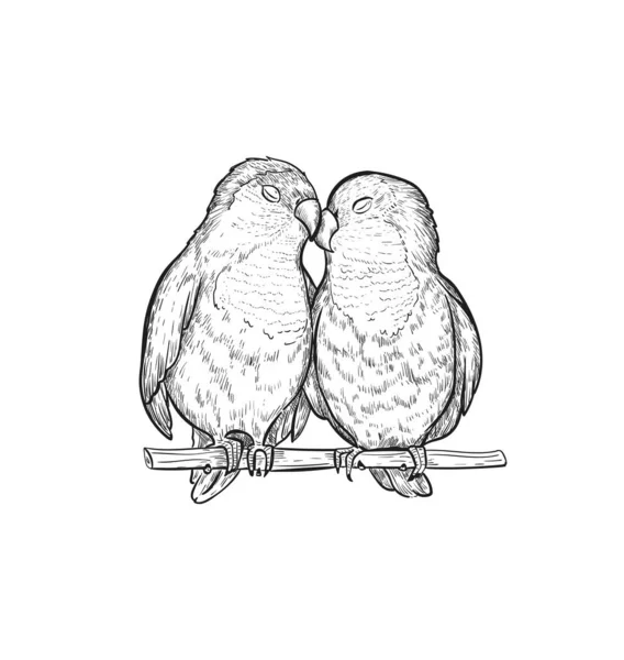 Skica Lovebird papoušci vektorové ilustrace. Lovebird papoušek exotický pták rytí umění design. — Stockový vektor