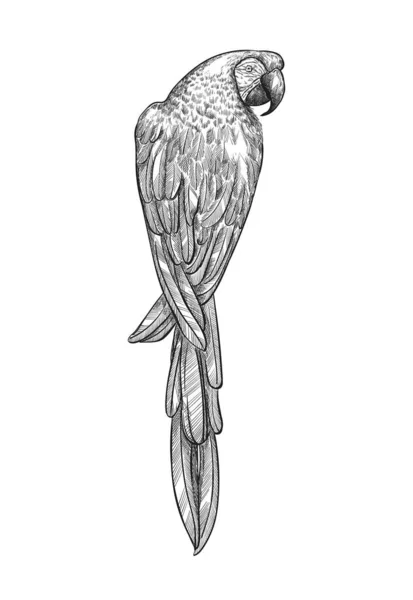 Ilustración de vectores de guacamayo de loro tropical. Ara loro exótico pájaro grabado diseño de arte. — Vector de stock