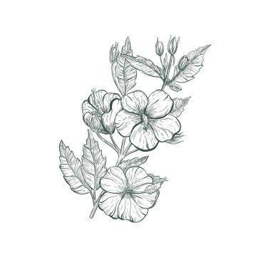 Hibiscus tropikal çiçek vektörü çizimi. Karalama Hibiscus çiçeği, izole çiçek retro işareti.