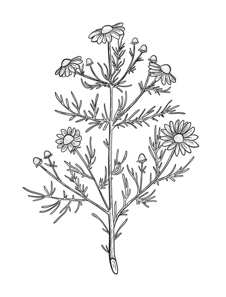 Esboço de camomila vetorial. Matricaria camomila planta medicinal ilustração desenhada à mão. Botanical gravado flores arte margarida. — Vetor de Stock