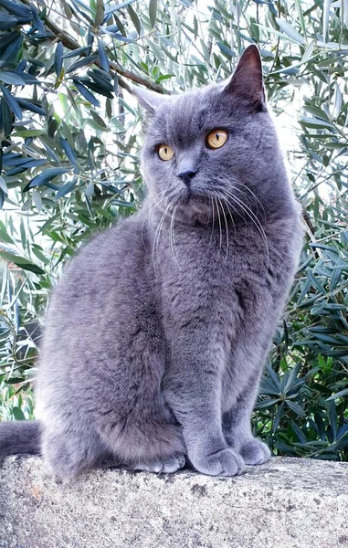 Schotse rechte kat op stenen muur — Stockfoto