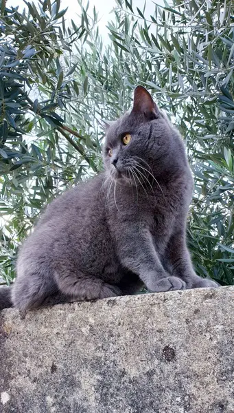 Schottische Raubkatze auf Steinmauer — Stockfoto