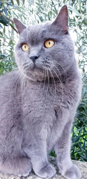 Escocês gato reto na parede de pedra — Fotografia de Stock