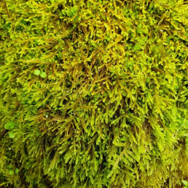 Ormanda yeşil bir bitki