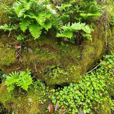 Ormanda yeşil bir bitki