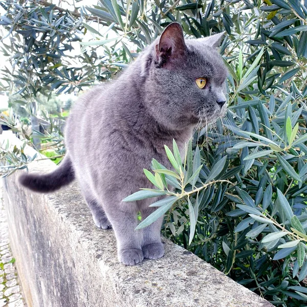 Skót egyenes macska a kőfalon — Stock Fotó
