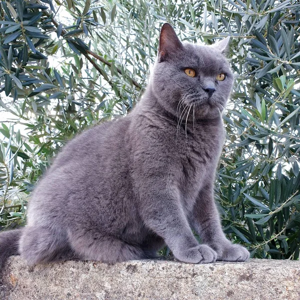 Schotse rechte kat op stenen muur — Stockfoto