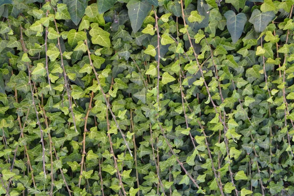 Πράσινα φύλλα κισσού — Φωτογραφία Αρχείου