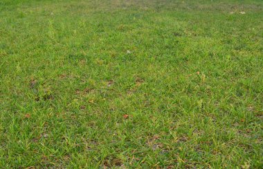 Yeşil Çimen Arkaplanı