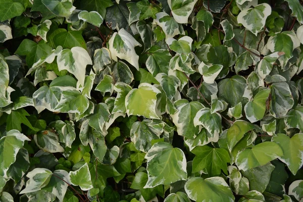 Yeşil yaprakları Ivy — Stok fotoğraf