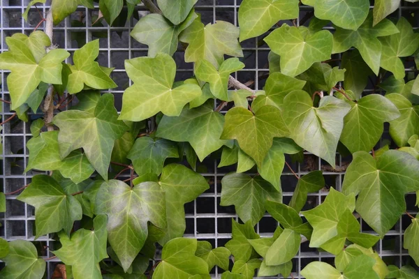 Green leaves ivy — Stock Photo, Image