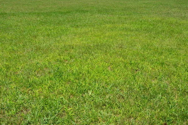 Fondo de hierba verde — Foto de Stock