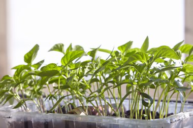 Fidan sebze tepsisi üzerinde.