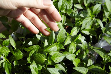 Fidan sebze tepsisi üzerinde.