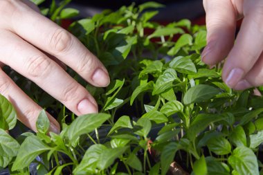 Fidan sebze tepsisi üzerinde.