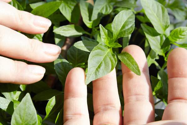 Seedlings on the vegetable tray.