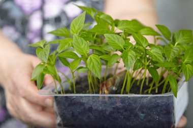Fidan sebze tepsisi üzerinde.