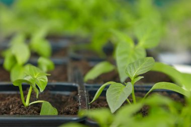 Fidan sebze tepsisi üzerinde.