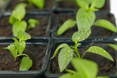 Fidan sebze tepsisi üzerinde.