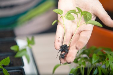 Fidan sebze tepsisi üzerinde.