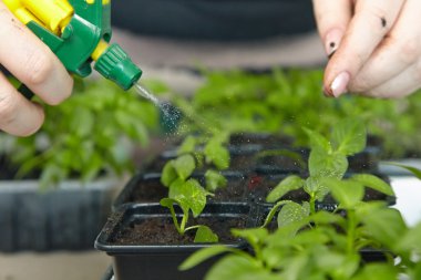 Fidan sebze tepsisi üzerinde.