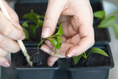 Fidan sebze tepsisi üzerinde.