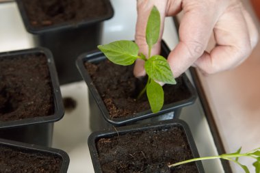 Fidan sebze tepsisi üzerinde.