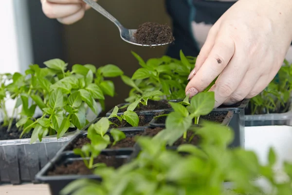 Fidan sebze tepsisi üzerinde.